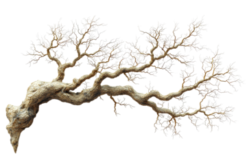 Gnarled Tree Branch With Bare Twigs. Symbol Of Nature'S Resilience And Growth Isolated On Transparent Background