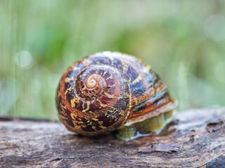 Garden Snail. Cornu aspersum
