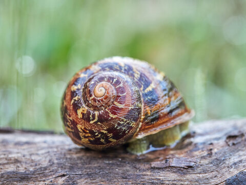 Garden Snail. Cornu aspersum
