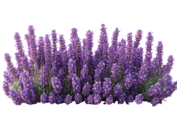 Lavender Flowers In Bloom. Aromatherapy And Relaxation Concept Isolated On Transparent Background