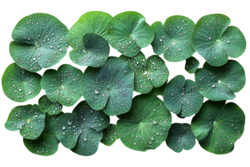 Green Gotu Kola Leaves With Water Droplets. Herbal Medicine And Natural Skincare Concept Isolated On Transparent Background