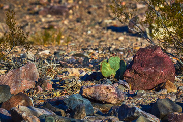 Desert Cactus and Colorful Rocks in Sunlit Nevada Landscape