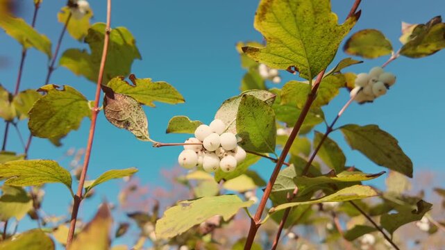 Natural autumn scene with fruits of Symphoricarpos albus on branches against blue sky on sunny day. Close-up of bunches of white common snowberry swaying in autumn wind