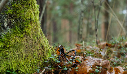 USB Cable Coiled on the Forest Floor Next to Moss-Covered Tree Base - E-Waste Concept; Digital Detox; Pervasiveness of Tech; Back to Nature