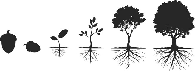 Oak tree growth stages silhouette, acorn to mature tree, botanical life cycle, black nature sketch, educational plant illustration ©  Miller