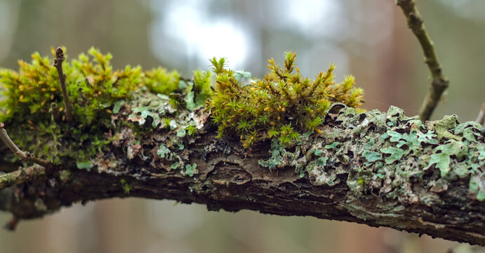 Bright Green Moss and Lichen Growing on a Forest Tree Branch / Forest Ecology. intricate textures and colors of these small, hardy organisms that thrive on wood.