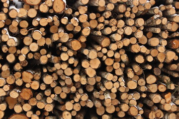 Cut logs in close-up from the front view