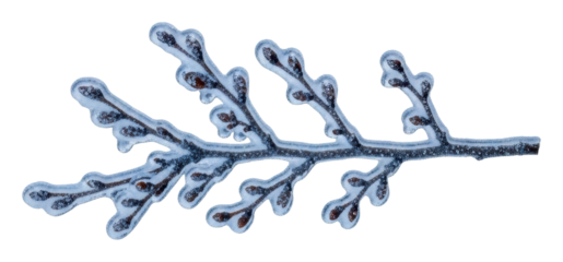 Frosted branches displaying nature's beauty in winter wonderland isolated on transparent background