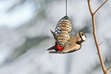 Winter garden scene with woodpecker eating a fat ball.