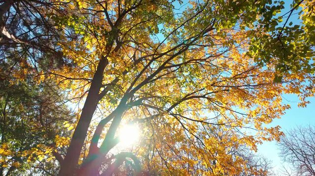 Walking through an autumn park under yellowed trees against blue sky on sunny day, backlit by sunshine. Moving forward under crowns covered with yellow fall foliage. Natural scene of golden autumn
