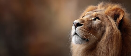 Fototapeta premium Majestic lion gazing upwards with a serene expression, showcasing its powerful features and flowing mane in a natural setting