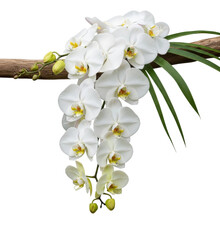 Blooming white orchids exotic garden floral arrangement nature isolated on transparent background