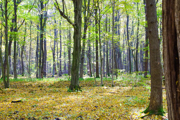 Obraz premium This bright forest landscape depicts early autumn, where a carpet of yellow fallen leaves lies underfoot, contrasting with the tall trunks and green canopy of the trees in the background.