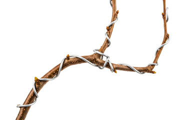 Brown tree branch wrapped with silver bonsai training wire on a transparent background