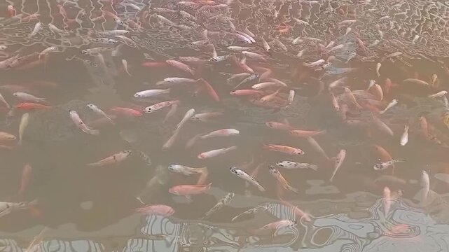 A large school of red and white (or mixed/mosaic colored) Tilapia fish swims quickly and fights near the surface of the murky, brownish pond water. 