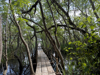 A wooden path immersed in the greenery of a marshy aquatic forest.