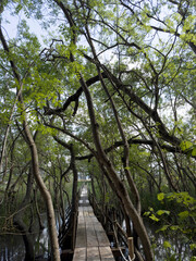 A wooden path immersed in the greenery of a marshy aquatic forest.
