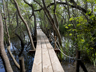 A wooden path immersed in the greenery of a marshy aquatic forest.