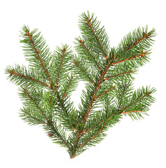 Spruce pine green branch isolated on a white background. Christmas tree
