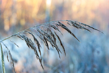 Frosted grass reed in soft golden morning light Germany, Augsburg, 10 December 2025