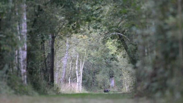 Female Wild boar with her striped piglets running head-on in a forest path at sunset and stopping for foraging. Sus scrofa, Sologne, Loiret 45, r&eacute;gion Centre Val de Loire, France, Europe