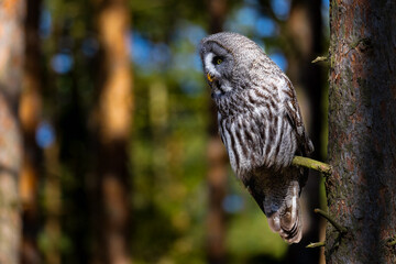 A great grey owl (Strix nebulosa) perched on a forest branch in warm morning light, showing detailed plumage, sharp eyes and natural woodland atmosphere, perfect for wildlife and nature themes.