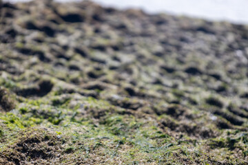 Algae-covered coastal rock with sunlight highlights and selective focus