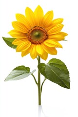 Obraz premium Bright sunflower with green leaves and stem, isolated on a reflective white surface