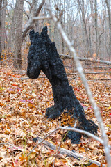 A piece of charred wood in a forest in the shape of a horse head