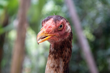 Adult hen with a deformed beak.