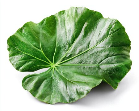 Large, vibrant green elephant ear leaf, isolated on white, showing veins