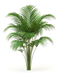 Fototapeta premium Lush green palm tree, with multiple trunks, against a white background