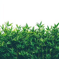 Obraz premium Lush green bamboo plants against a pure white background