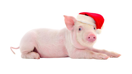 Cute Baby Piglet Lying Down Wearing Santa Hat, Isolated on Black Background for PNG Cutout