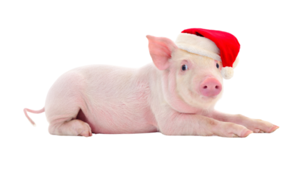Cute Baby Piglet Lying Down Wearing Santa Hat, Isolated on Black Background for PNG Cutout