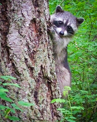 Curious young racoon stares at photographer from a tree in Gulf Islands in western Canada. © Hans