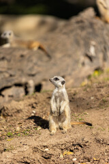 Meerkat Standing Upright in Alert Position on Sandy Ground