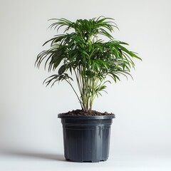 Fototapeta premium Small parlor palm in a black plastic pot against a bright white background