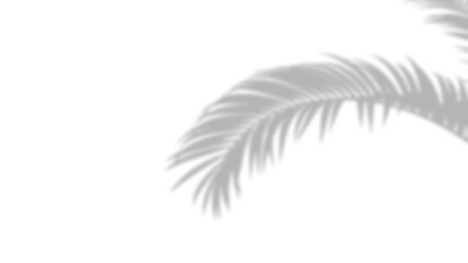 Soft Shadow of a Tropical Palm Leaf isolated on a transparent background 