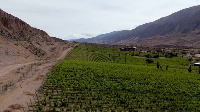 Vista a&eacute;rea con drone de vi&ntilde;edos en la Quebrada de Humahuaca, provincia de Jujuy, Argentina