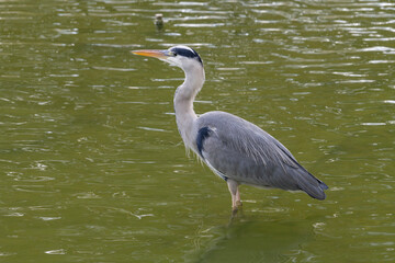 Nancy, France - October 22nd 2024 : View on a Grey heron standing in the middle of green water in the La Meurthe river in Nancy.