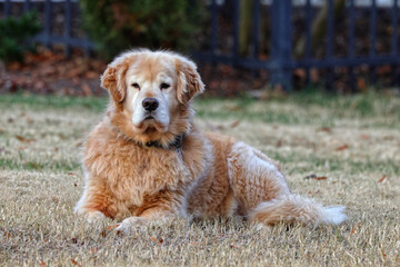 Obraz premium Friendly golden lab lying in field. 