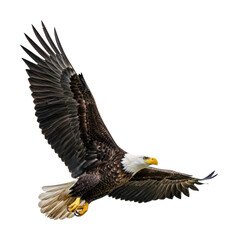 Fototapeta premium Eagle in flight aerial view of freedom at the wildlife sanctuary isolated on transparent background