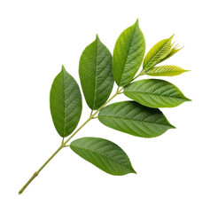 Obraz premium Vibrant green leaf branch nature botanical isolated on transparent background