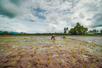 Farmer planting rice seedlings in a muddy field under a cloudy sky, symbolizing agriculture and rural life