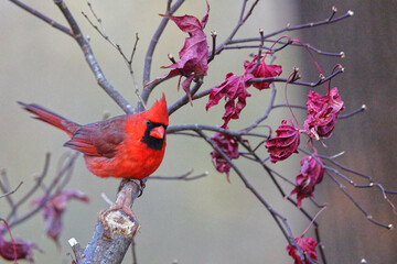 Northern cardinal red bird perched in Japanese maple tree against blurry background.