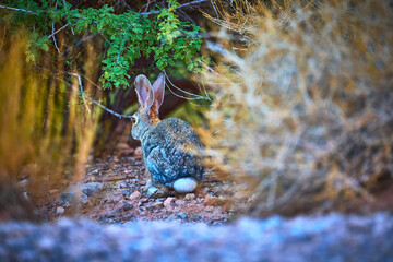 Jack Rabbit in Desert Brush on Ash Spring Trail Nevada Wildlife in Natural Habitat