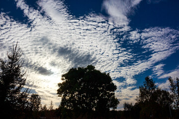 Obraz premium Dramatic sky with striking altocumulus clouds scattered across deep blue, silhouetting a large lush tree and surrounding foliage at twilight