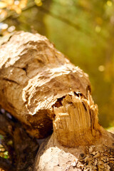 Natural wood damage caused by wild animal