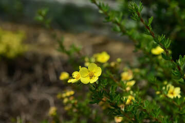 Dasiphora fruticosa yellow flower blooming at branch tips creating a bright summer display across Korean high mountain regions